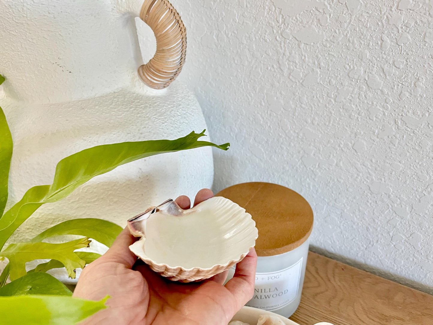 DEEP BAKING CUPS Scallop Shells Mexican 3-3.5" Natural Yellow Brown Medium Sized Craft Shells Beach Coastal Home Décor Candle Making