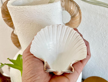 DEEP BAKING CUPS Scallop Shells Mexican 3-3.5" Natural Yellow Brown Medium Sized Craft Shells Beach Coastal Home Décor Candle Making