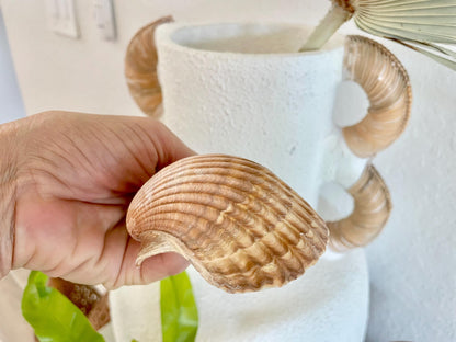 DEEP BAKING CUPS Scallop Shells Mexican 3-3.5" Natural Yellow Brown Medium Sized Craft Shells Beach Coastal Home Décor Candle Making