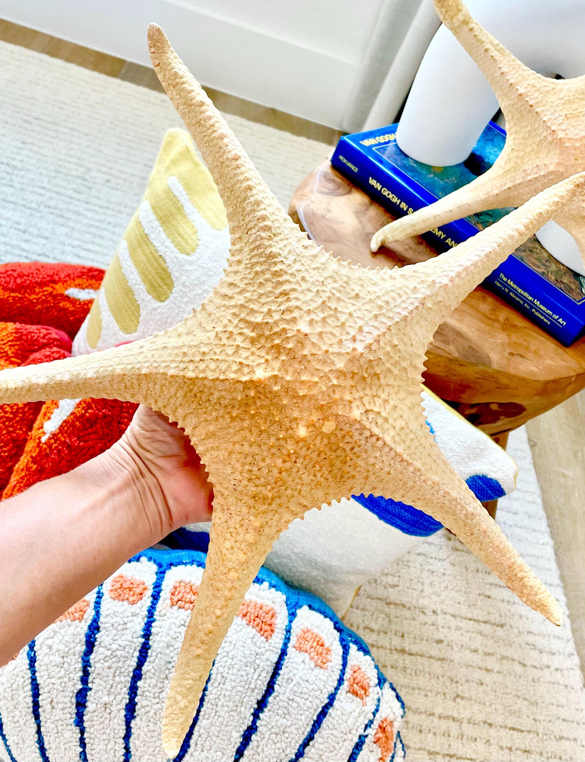 Rare WORLDS LARGEST 14-17" Pink Tip Starfish Beach Home Décor Mantle Piece Coastal Lovers Gift Golden pink Yellow Orange Seashells Shells