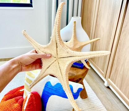 Rare WORLDS LARGEST 14-17" Pink Tip Starfish Beach Home Décor Mantle Piece Coastal Lovers Gift Golden pink Yellow Orange Seashells Shells