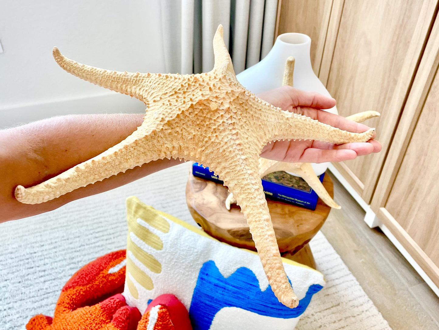 Rare WORLDS LARGEST 14-17" Pink Tip Starfish Beach Home Décor Mantle Piece Coastal Lovers Gift Golden pink Yellow Orange Seashells Shells