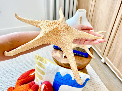 Rare Pink Tip Starfish 14-17" *You choose Size* Beach Coastal Home Décor
