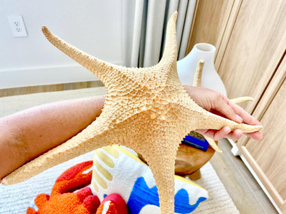 Rare WORLDS LARGEST 14-17" Pink Tip Starfish Beach Home Décor Mantle Piece Coastal Lovers Gift Golden pink Yellow Orange Seashells Shells