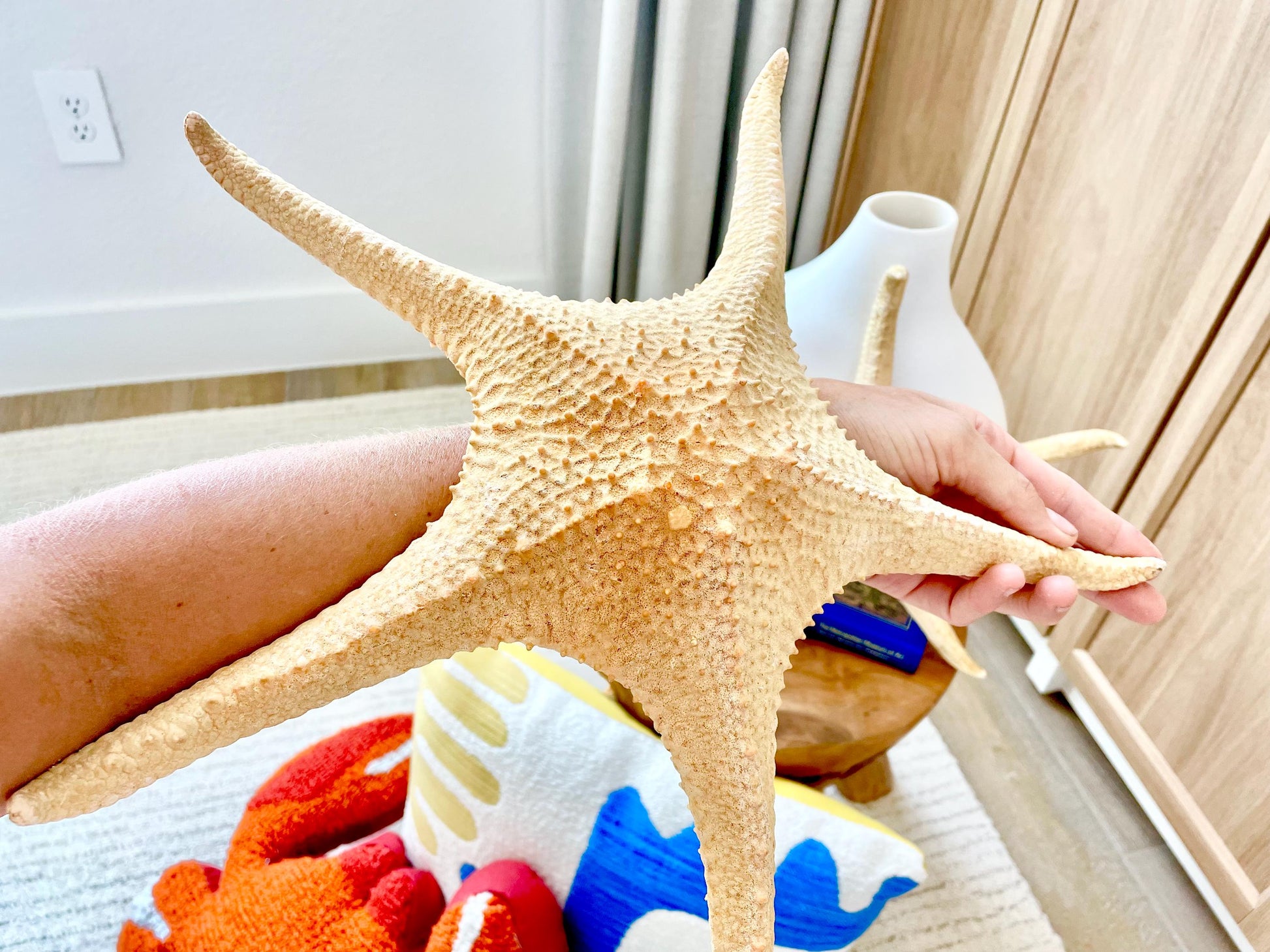 Rare WORLDS LARGEST 14-17" Pink Tip Starfish Beach Home Décor Mantle Piece Coastal Lovers Gift Golden pink Yellow Orange Seashells Shells