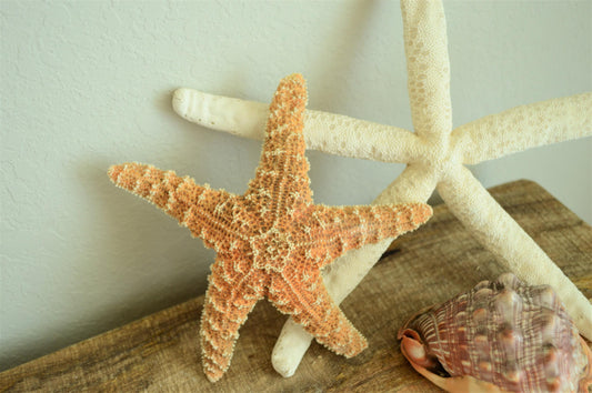 Natural Sugar Starfish: 1-13” *You Choose Size* Coastal Décor, Beach Wedding Crafts