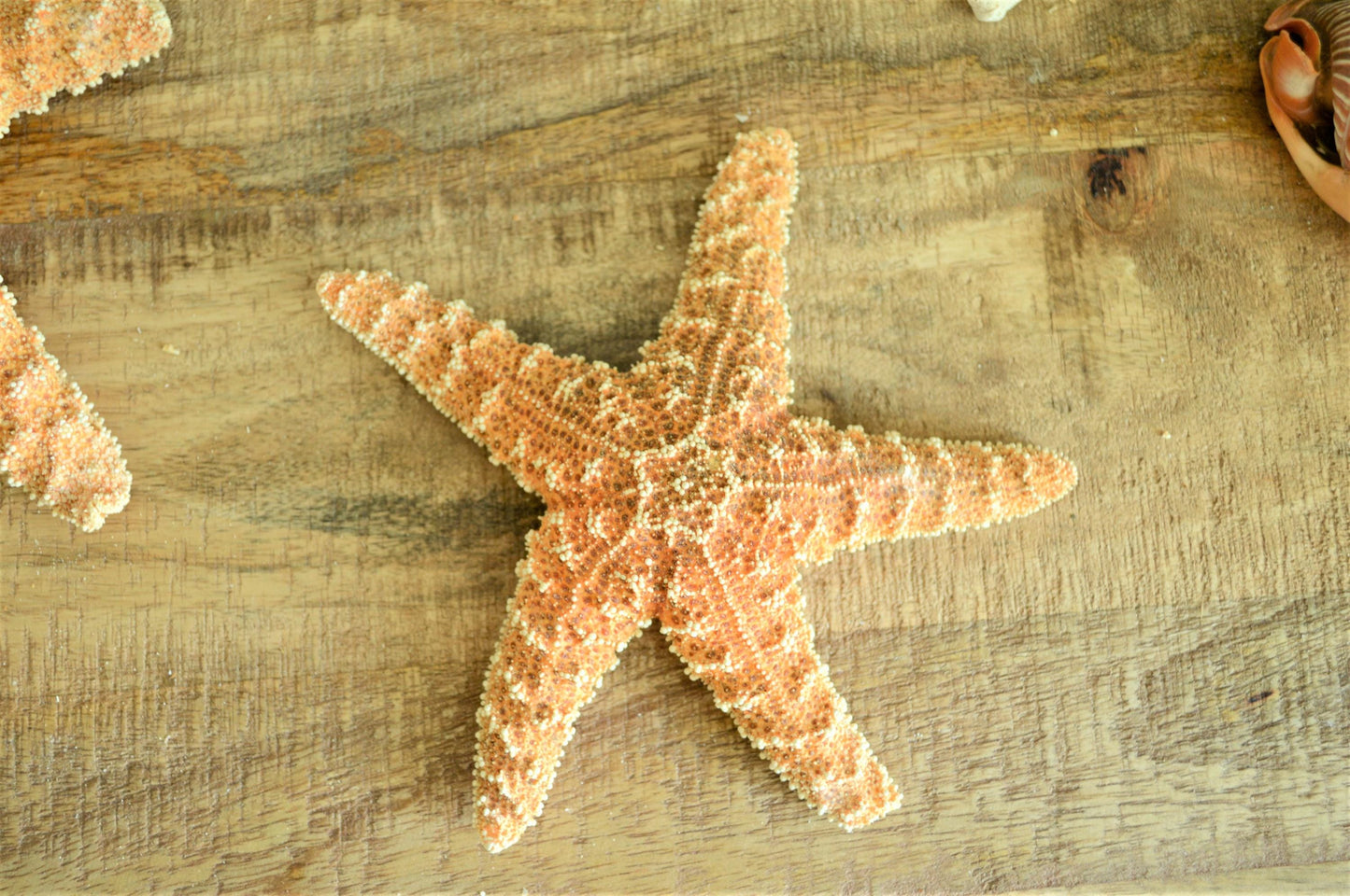 Sugar Starfish 100% Real XS-XXL 1-13” Orange Crafts & Coastal Décor Star Fish Wedding Beach Nautical