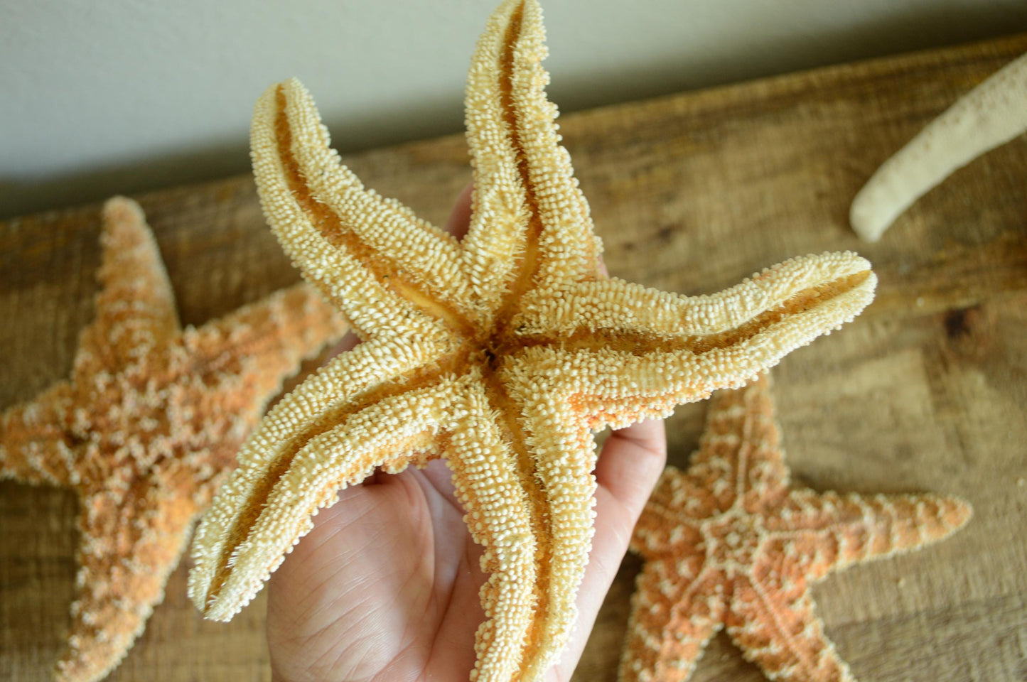 Sugar Starfish 100% Real XS-XXL 1-13” Orange Crafts & Coastal Décor Star Fish Wedding Beach Nautical