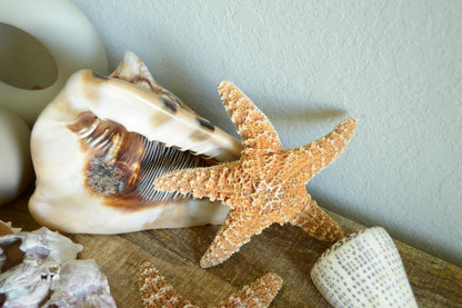 Natural Sugar Starfish: 1-13” *You Choose Size* Coastal Décor, Beach Wedding Crafts