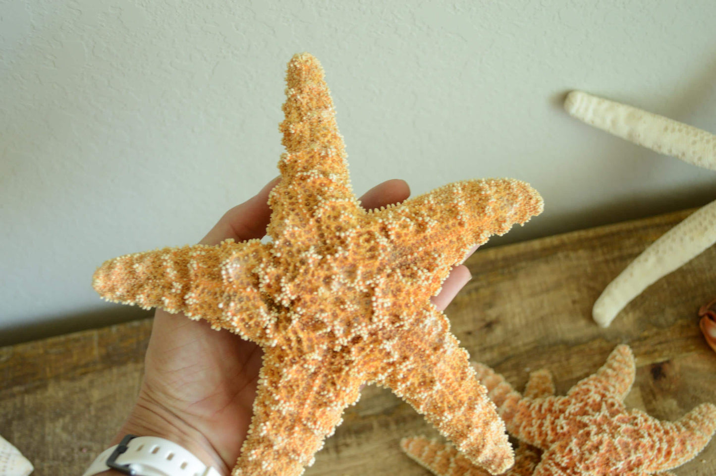 Sugar Starfish 100% Real XS-XXL 1-13” Orange Crafts & Coastal Décor Star Fish Wedding Beach Nautical