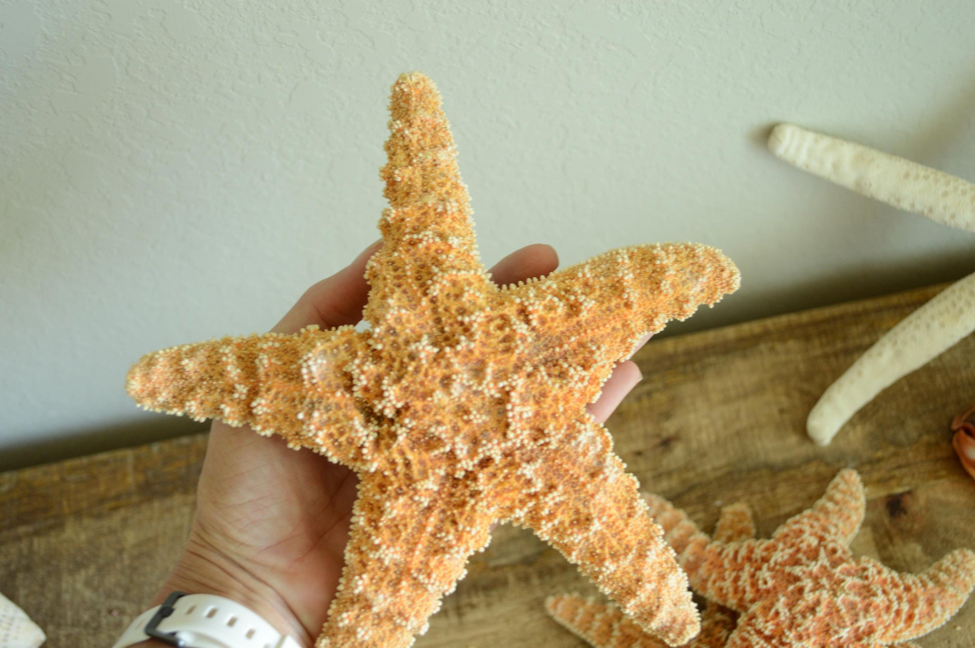 Sugar Starfish 100% Real XS-XXL 1-13” Orange Crafts & Coastal Décor Star Fish Wedding Beach Nautical