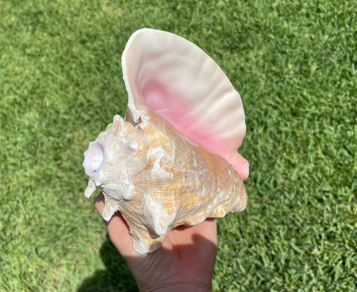 Bahama Pink Queen Conch Horn Shell 6-9", Upcycled Sustainable Coastal Décor