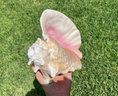 Bahama Pink Queen Conch Horn Shell 6-9", Upcycled Sustainable Coastal Décor