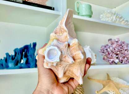 Musical HORN Bahama Pink Queen Conch Seashell 6-9" Natural Toy Caribbean Beach Nautical Coastal Shell Sustainable Upcycled Trumpet