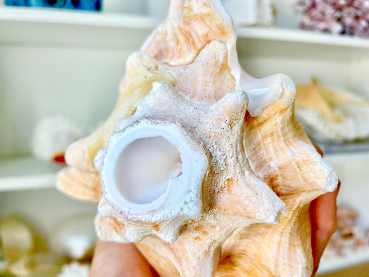 Bahama Pink Queen Conch Horn Shell 6-9", Upcycled Sustainable Coastal Décor