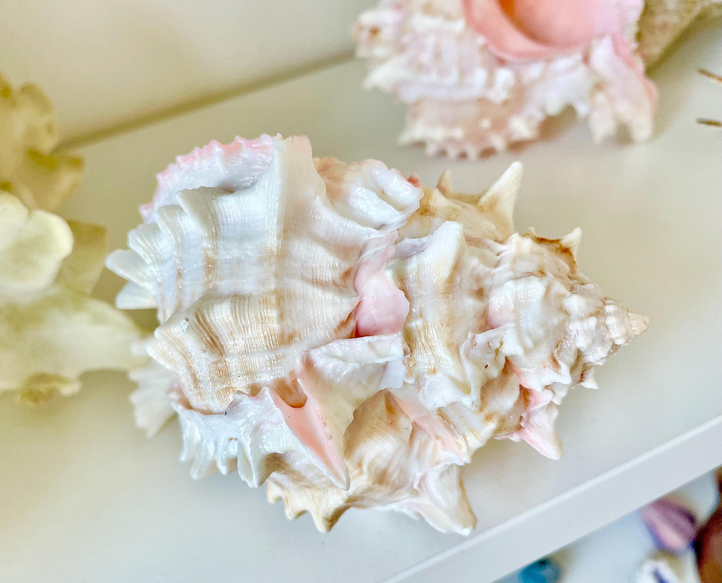 100% Natural PINK Murex Conch Shell Seashell XL 4-5" Coastal Beach Nautical Home Décor Air Plant Holder Planter