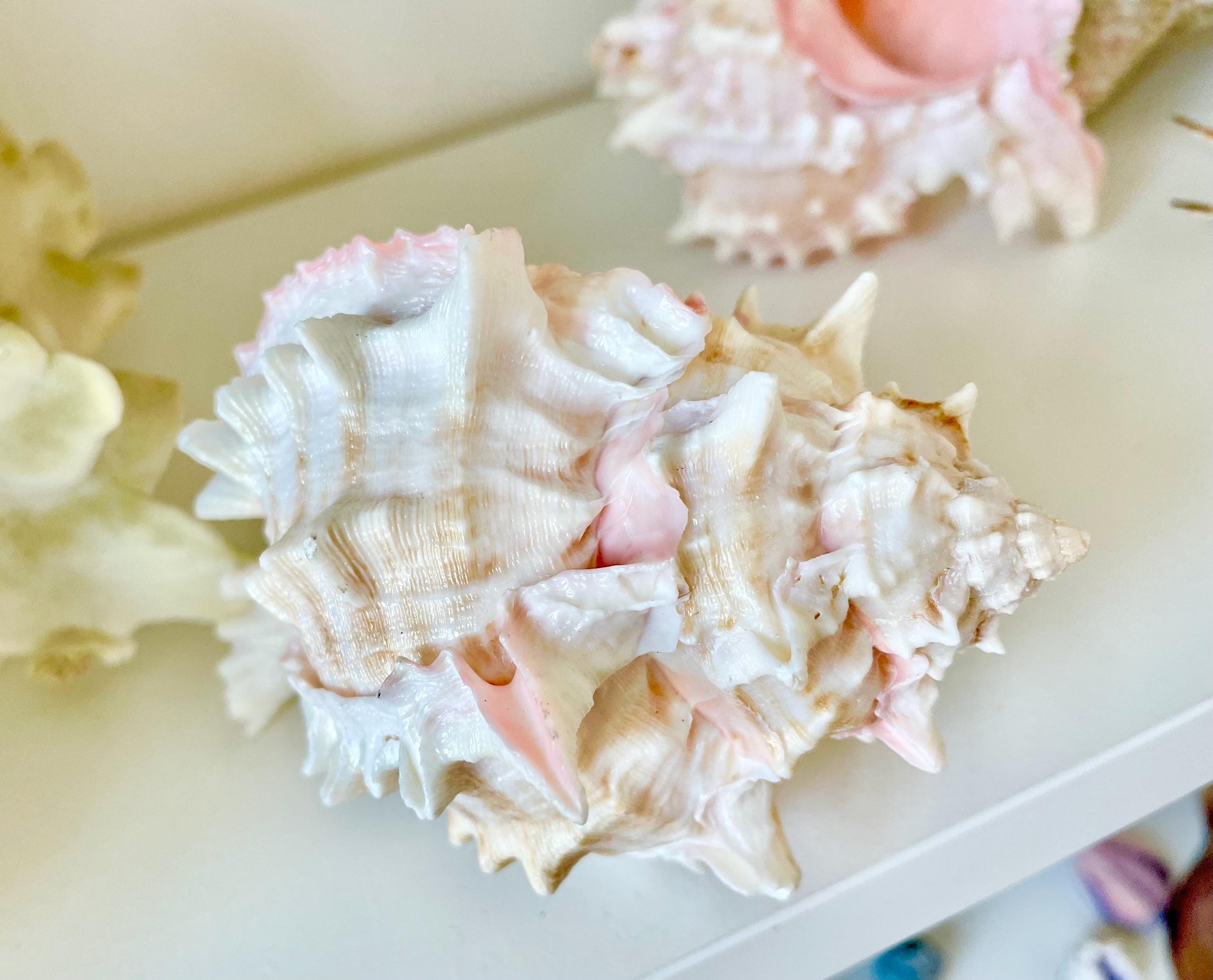 100% Natural PINK Murex Conch Shell Seashell XL 4-5" Coastal Beach Nautical Home Décor Air Plant Holder Planter