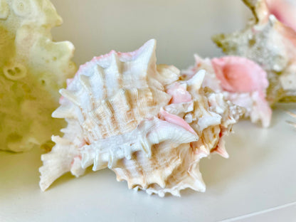 PINK MUREX CONCH Shell 4-5" Display Seashell Coastal Beach Home Décor