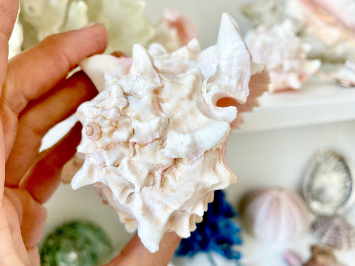 PINK MUREX CONCH Shell 4-5" Display Seashell Coastal Beach Home Décor