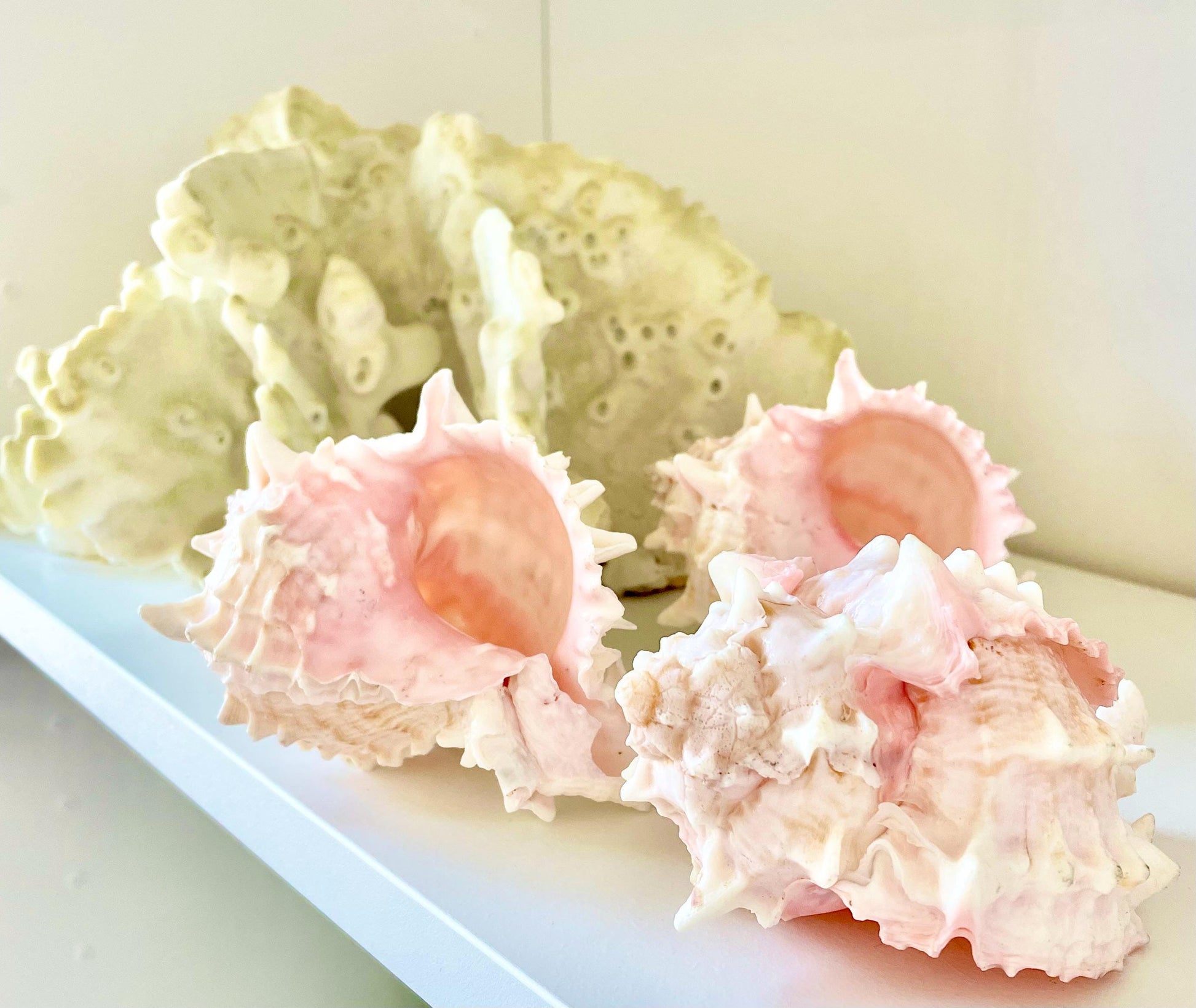 PINK MUREX CONCH Shell 4-5" Display Seashell Coastal Beach Home Décor