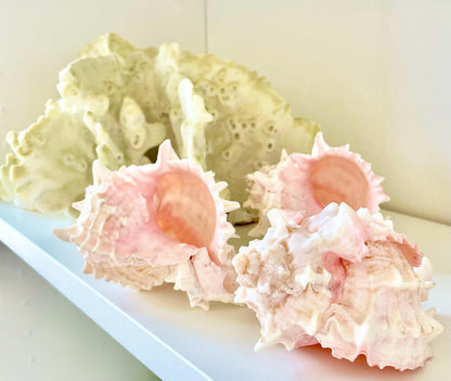 PINK MUREX CONCH Shell 4-5" Display Seashell Coastal Beach Home Décor