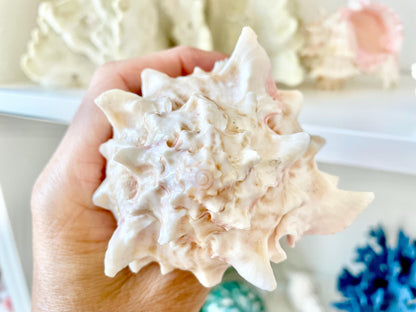 100% Natural PINK Murex Conch Shell Seashell XL 4-5" Coastal Beach Nautical Home Décor Air Plant Holder Planter