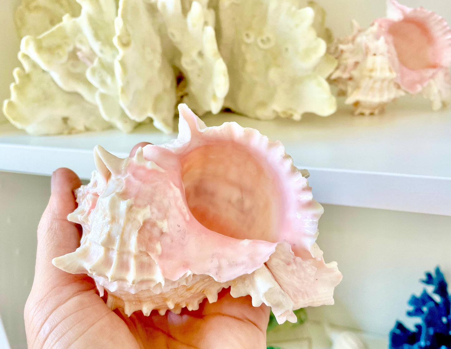 100% Natural PINK Murex Conch Shell Seashell XL 4-5" Coastal Beach Nautical Home Décor Air Plant Holder Planter