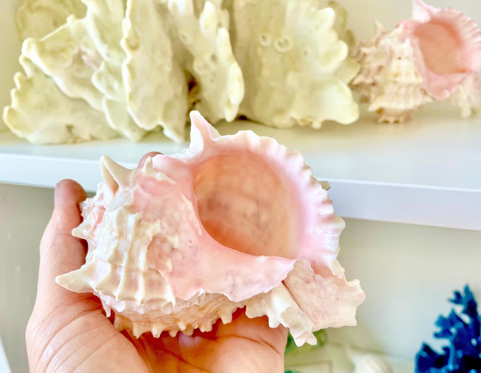100% Natural PINK Murex Conch Shell Seashell XL 4-5" Coastal Beach Nautical Home Décor Air Plant Holder Planter