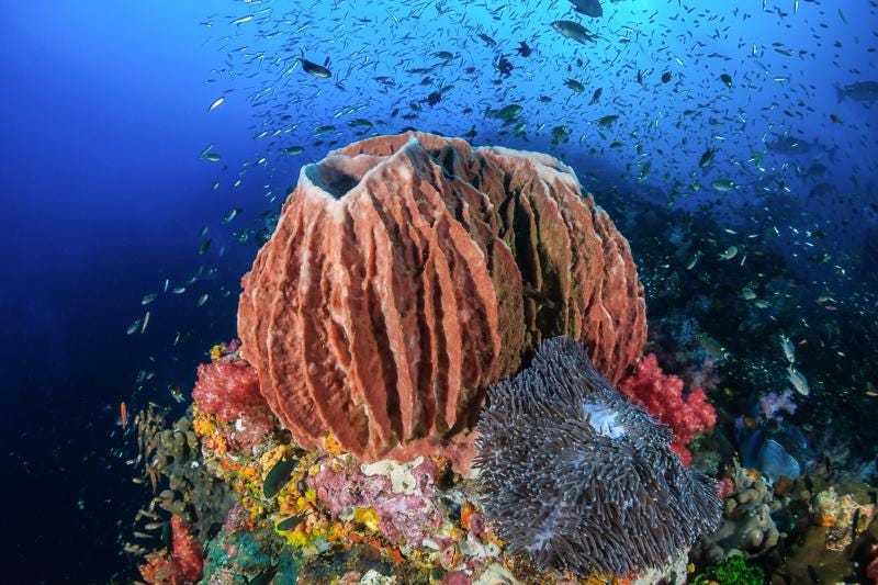 Giant Ridge Barrel Sponge Genuine Rare Preserved 9-10" Beach Ocean Oddities Seashell Collectors Brown Sea Shells Xestospongia Testudinaria