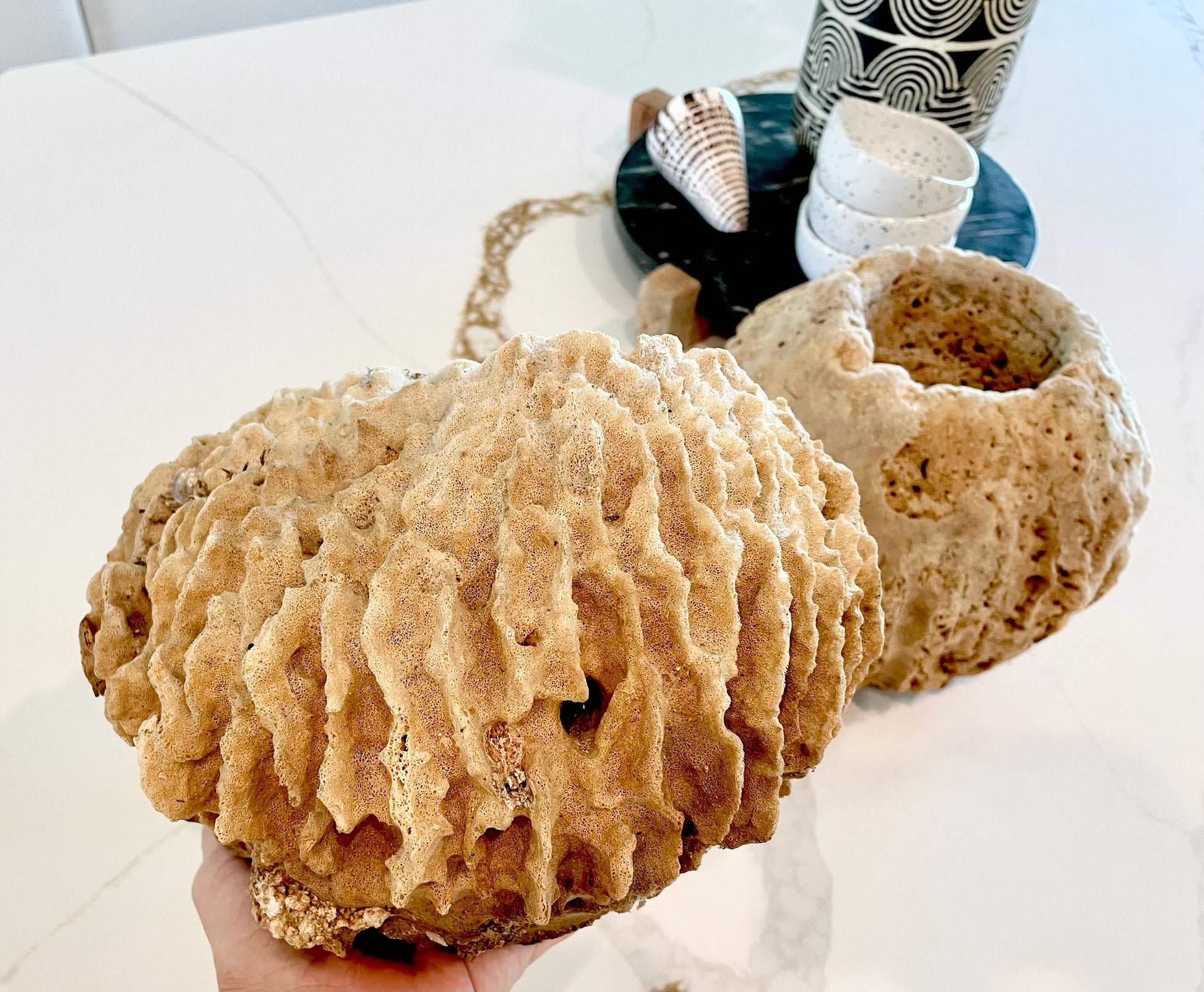 Giant Ridge Barrel Sponge Genuine Rare Preserved 9-10" Beach Ocean Oddities Seashell Collectors Brown Sea Shells Xestospongia Testudinaria