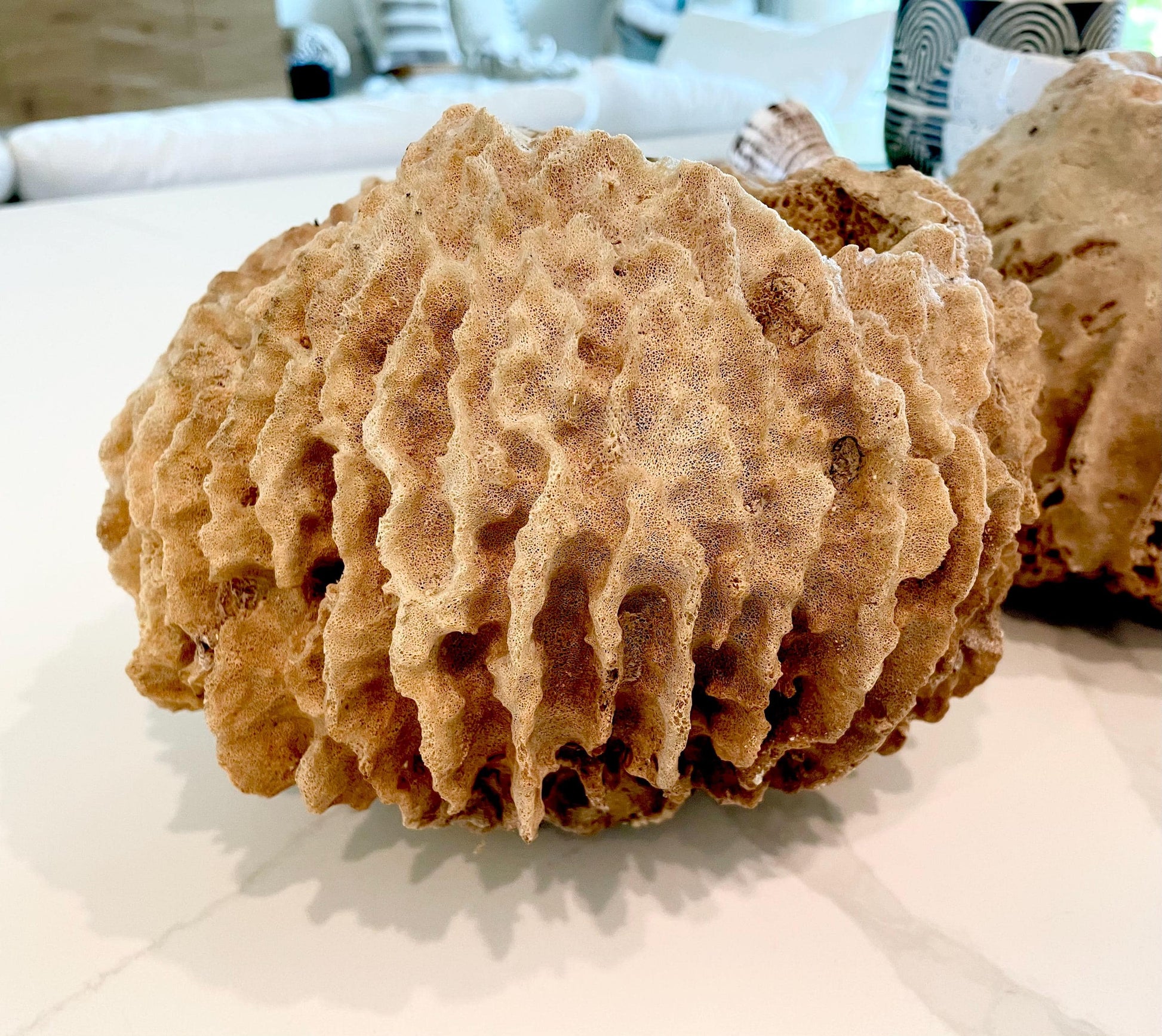 Giant Ridge Barrel Sponge Genuine Rare Preserved 9-10" Beach Ocean Oddities Seashell Collectors Brown Sea Shells Xestospongia Testudinaria