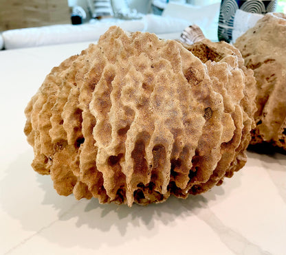 Giant Ridge Barrel Sponge Genuine Rare Preserved 9-10" Beach Ocean Oddities Seashell Collectors Brown Sea Shells Xestospongia Testudinaria
