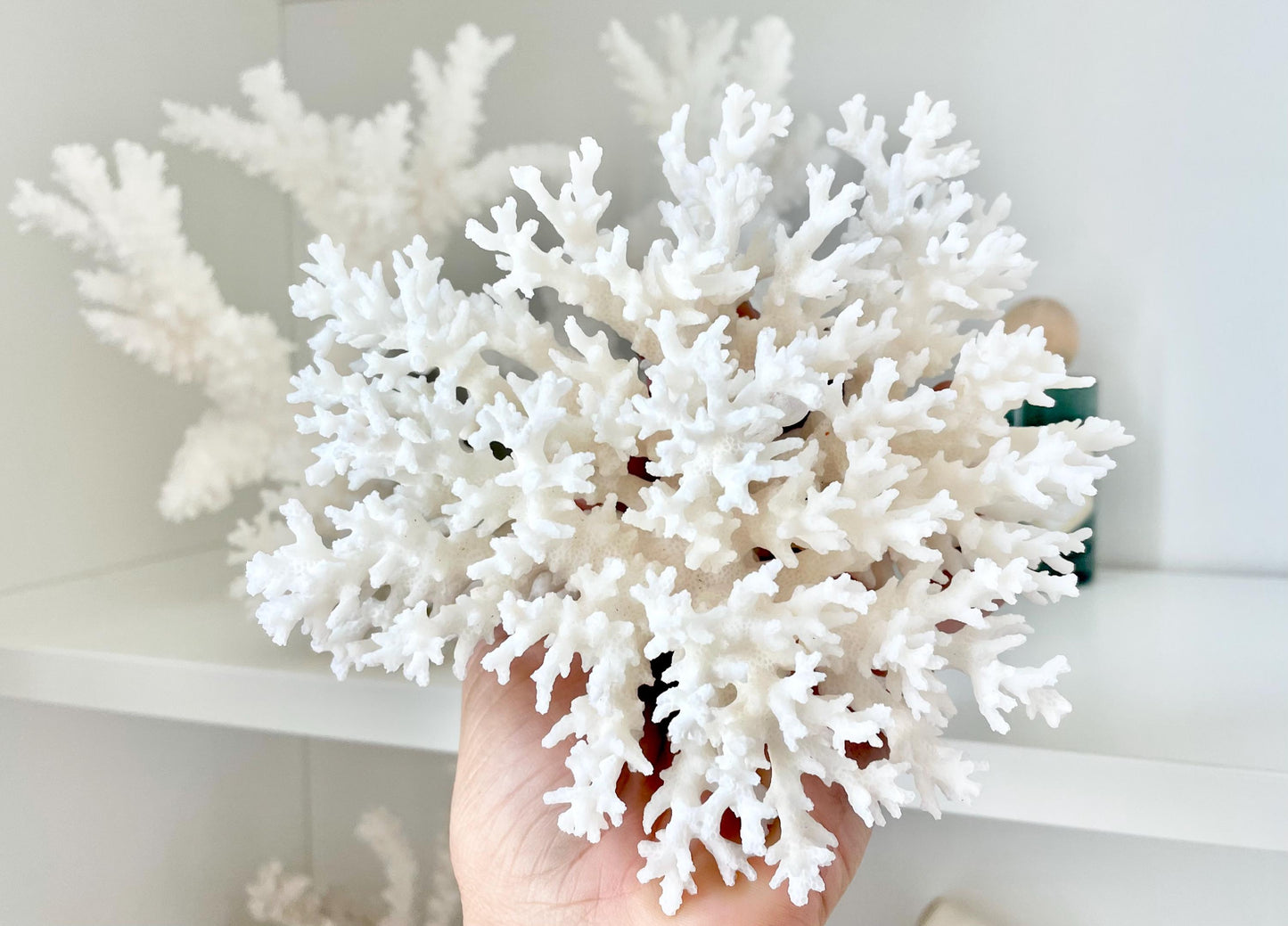 100% Natural 3-8" You Choose Size- Genuine Sea White LACE CORAL Ocean Reef Aquarium Coastal Beach Ocean Décor Nautical Seashells Shells