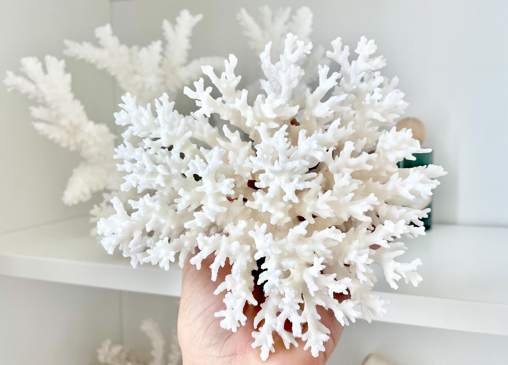 100% Natural 3-8" You Choose Size- Genuine Sea White LACE CORAL Ocean Reef Aquarium Coastal Beach Ocean Décor Nautical Seashells Shells
