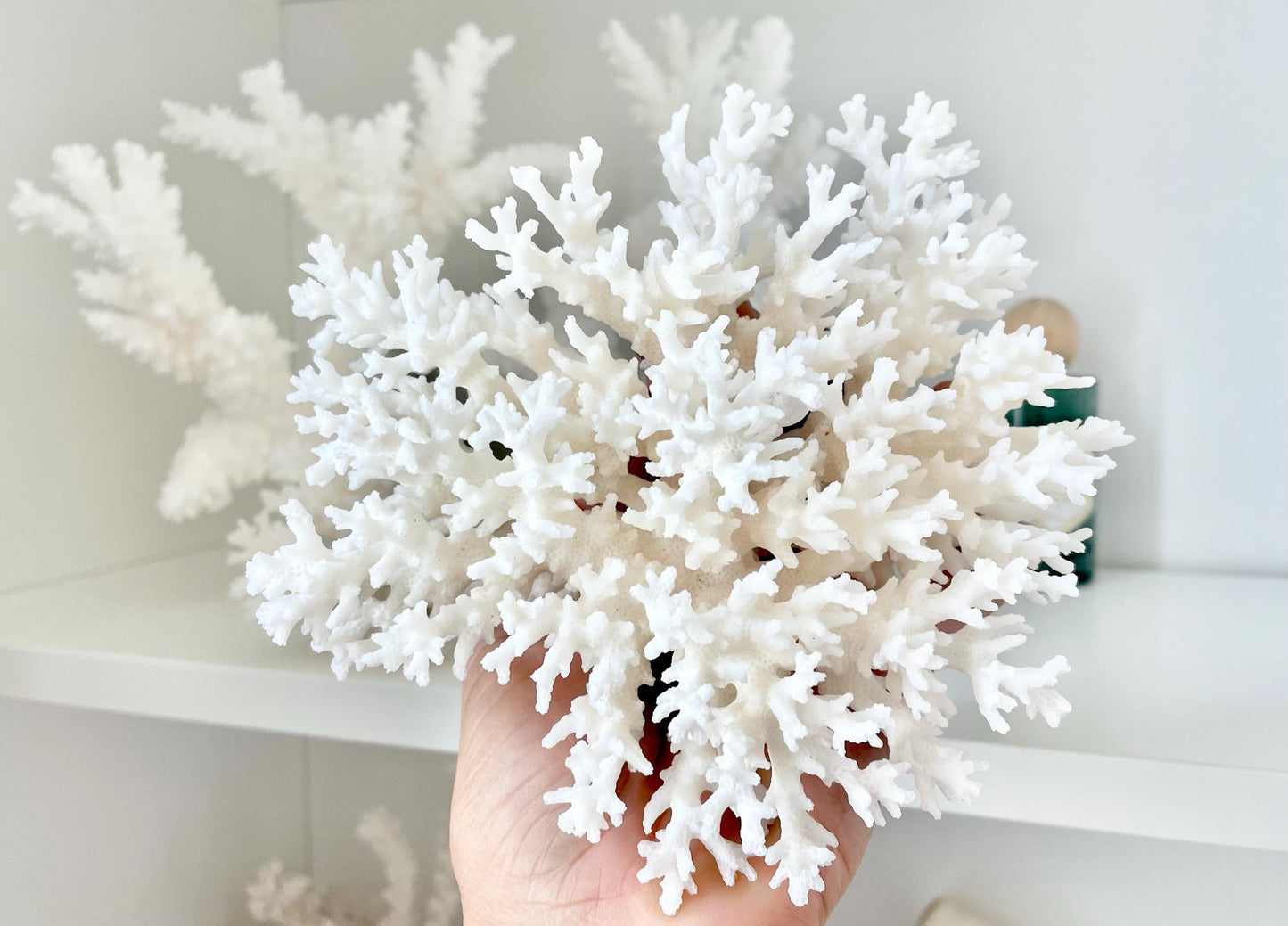 LACE Coral White All Sizes Authentic Natural Real Sea Fossil Coastal Décor Ocean Beach House Organic Sustainable Nature Art Aquarium