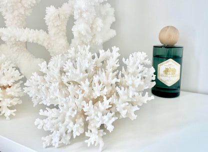 100% Natural 3-8" You Choose Size- Genuine Sea White LACE CORAL Ocean Reef Aquarium Coastal Beach Ocean Décor Nautical Seashells Shells