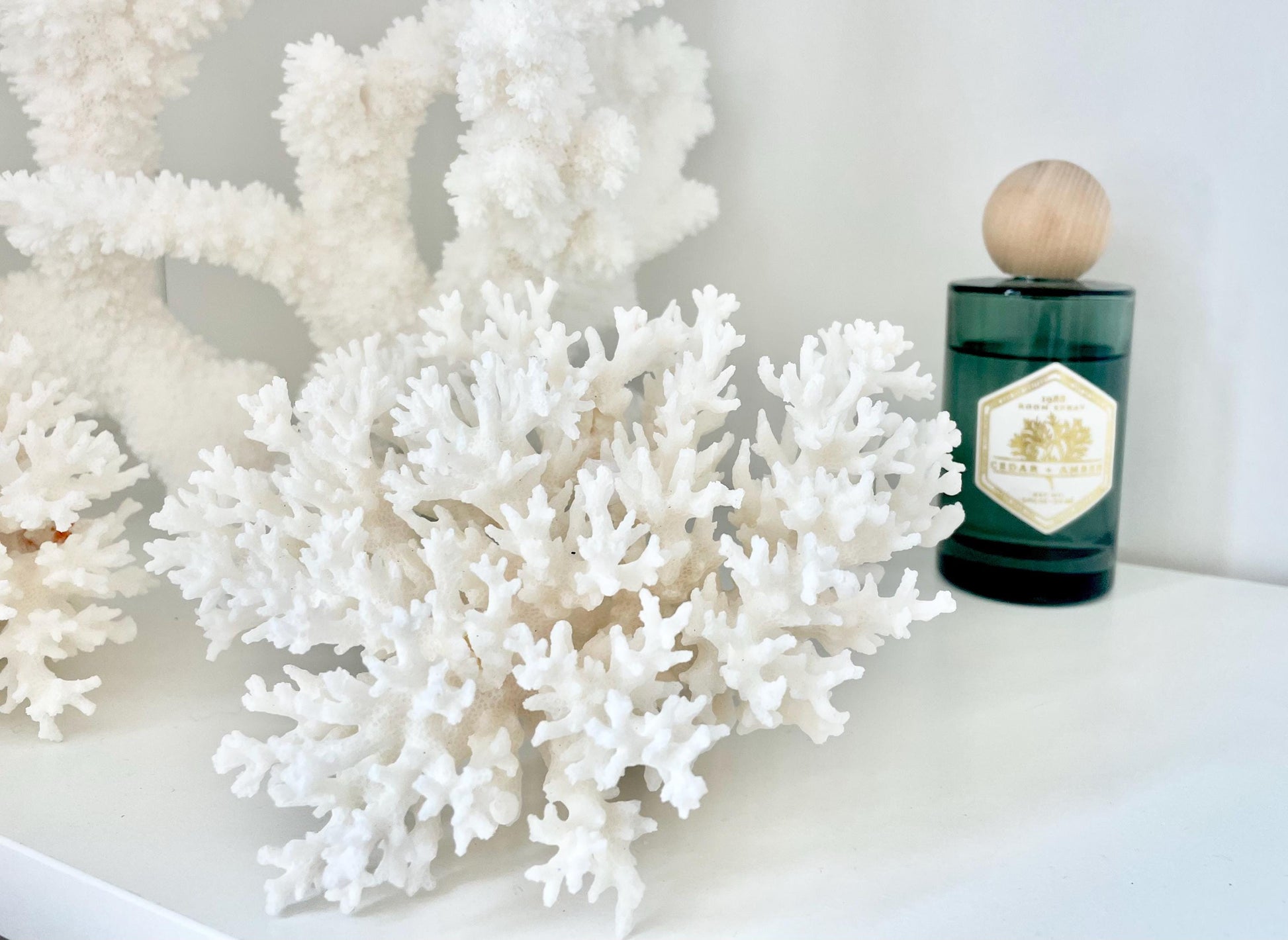 LACE Coral White *All Sizes* Authentic Natural Real Sea Fossil Coastal Décor