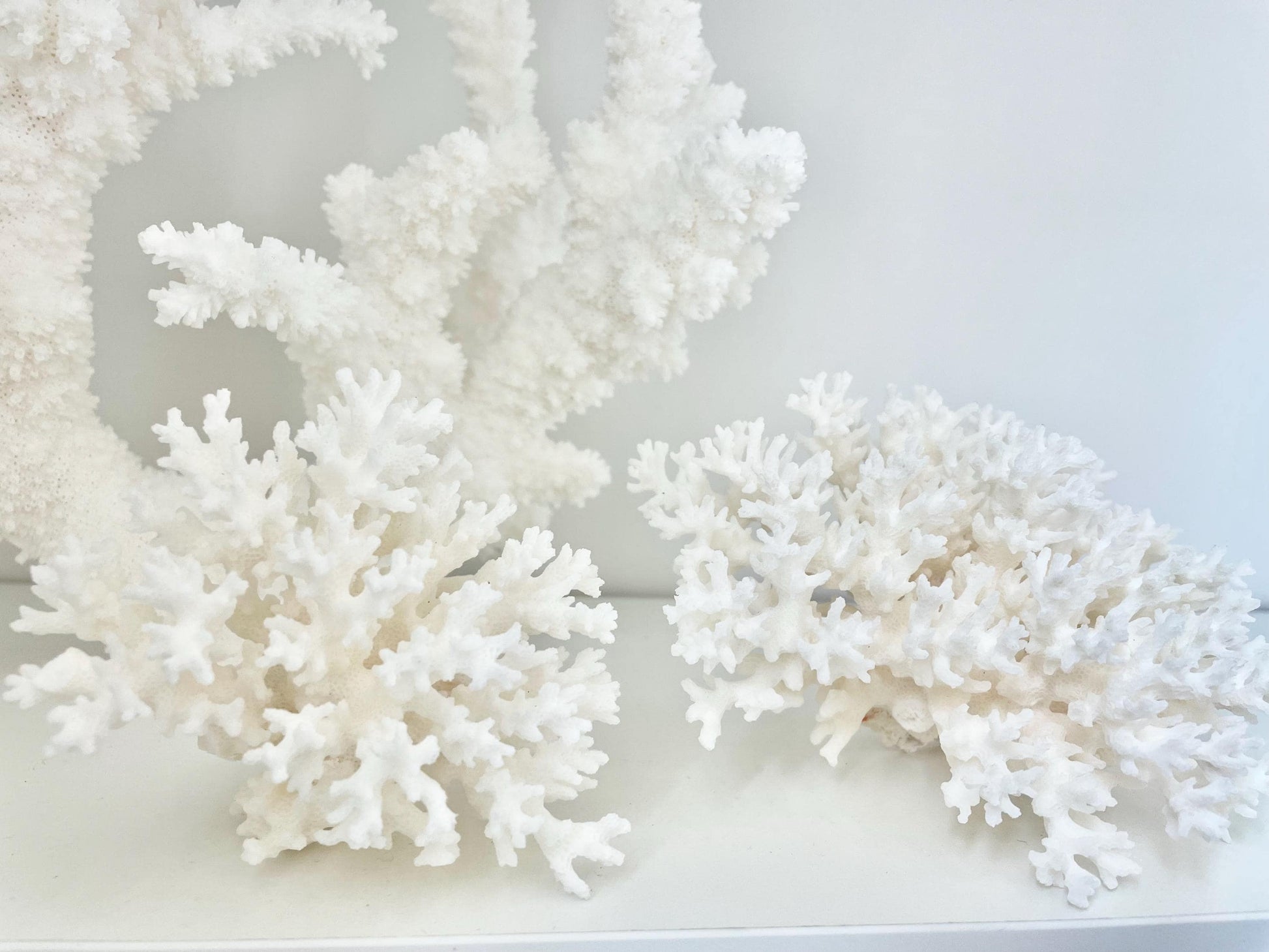 100% Natural 3-8" You Choose Size- Genuine Sea White LACE CORAL Ocean Reef Aquarium Coastal Beach Ocean Décor Nautical Seashells Shells
