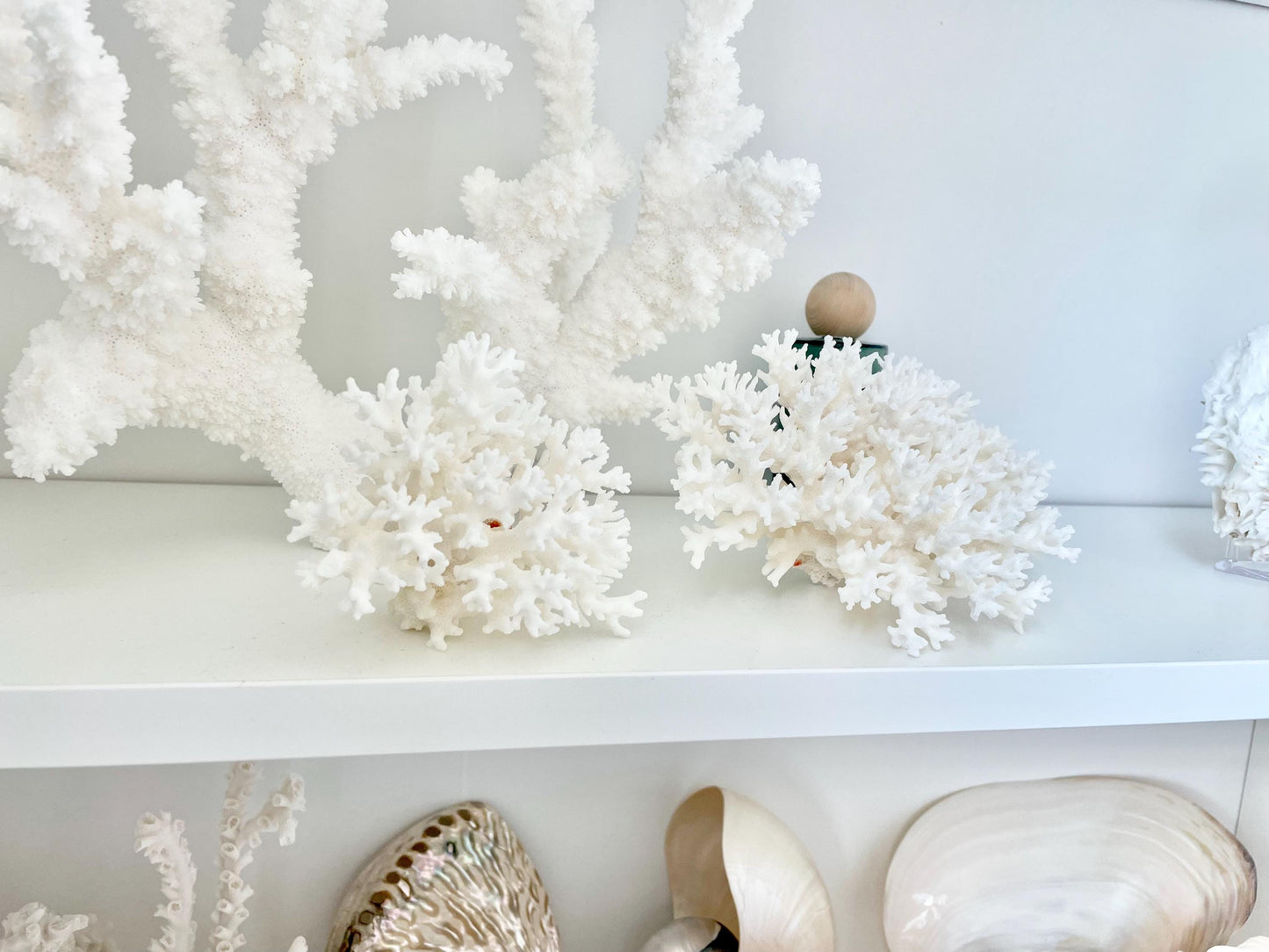 LACE Coral White *All Sizes* Authentic Natural Real Sea Fossil Coastal Décor