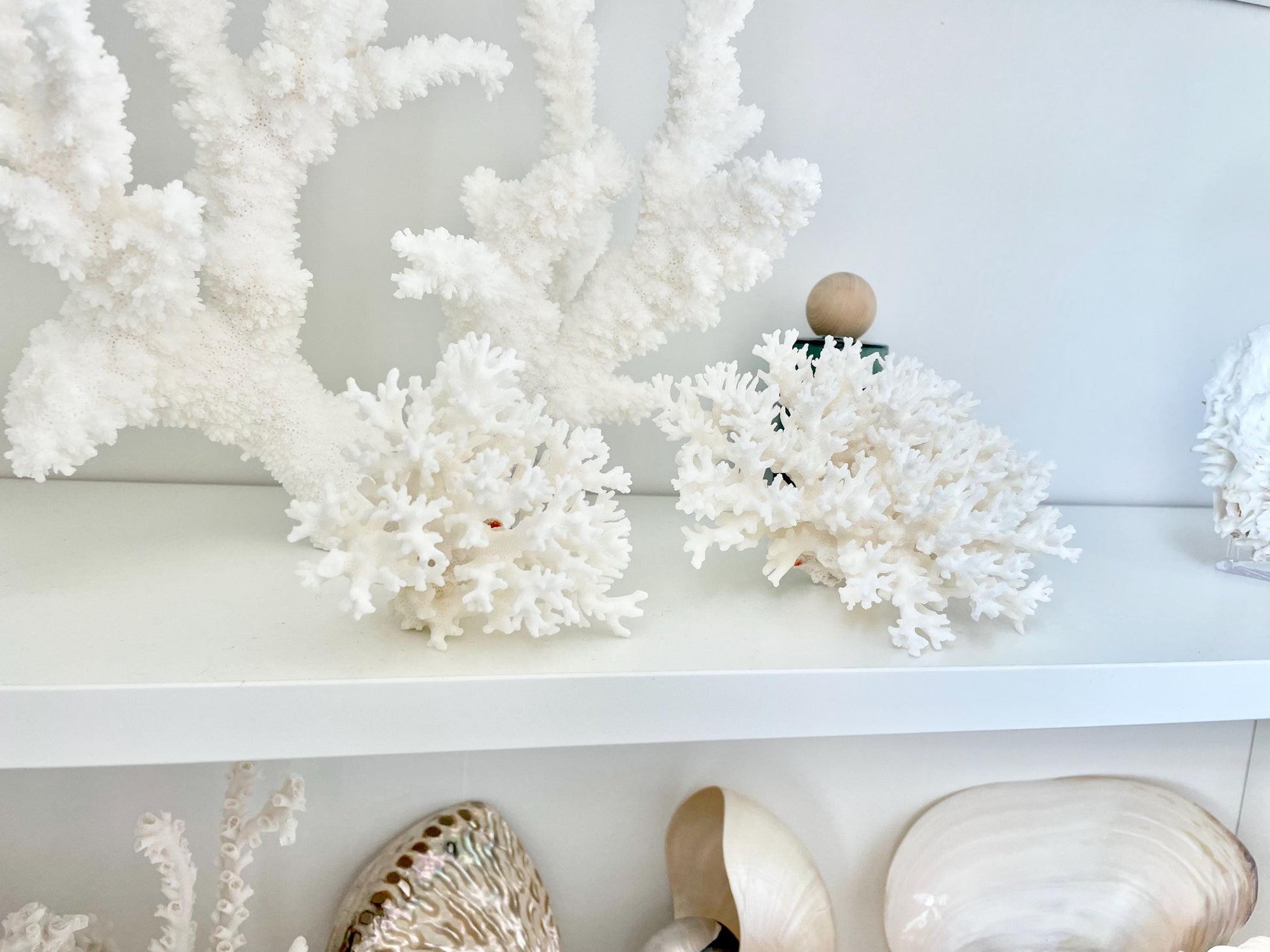LACE Coral White *All Sizes* Authentic Natural Real Sea Fossil Coastal Décor