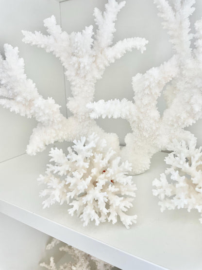 LACE Coral White *All Sizes* Authentic Natural Real Sea Fossil Coastal Décor