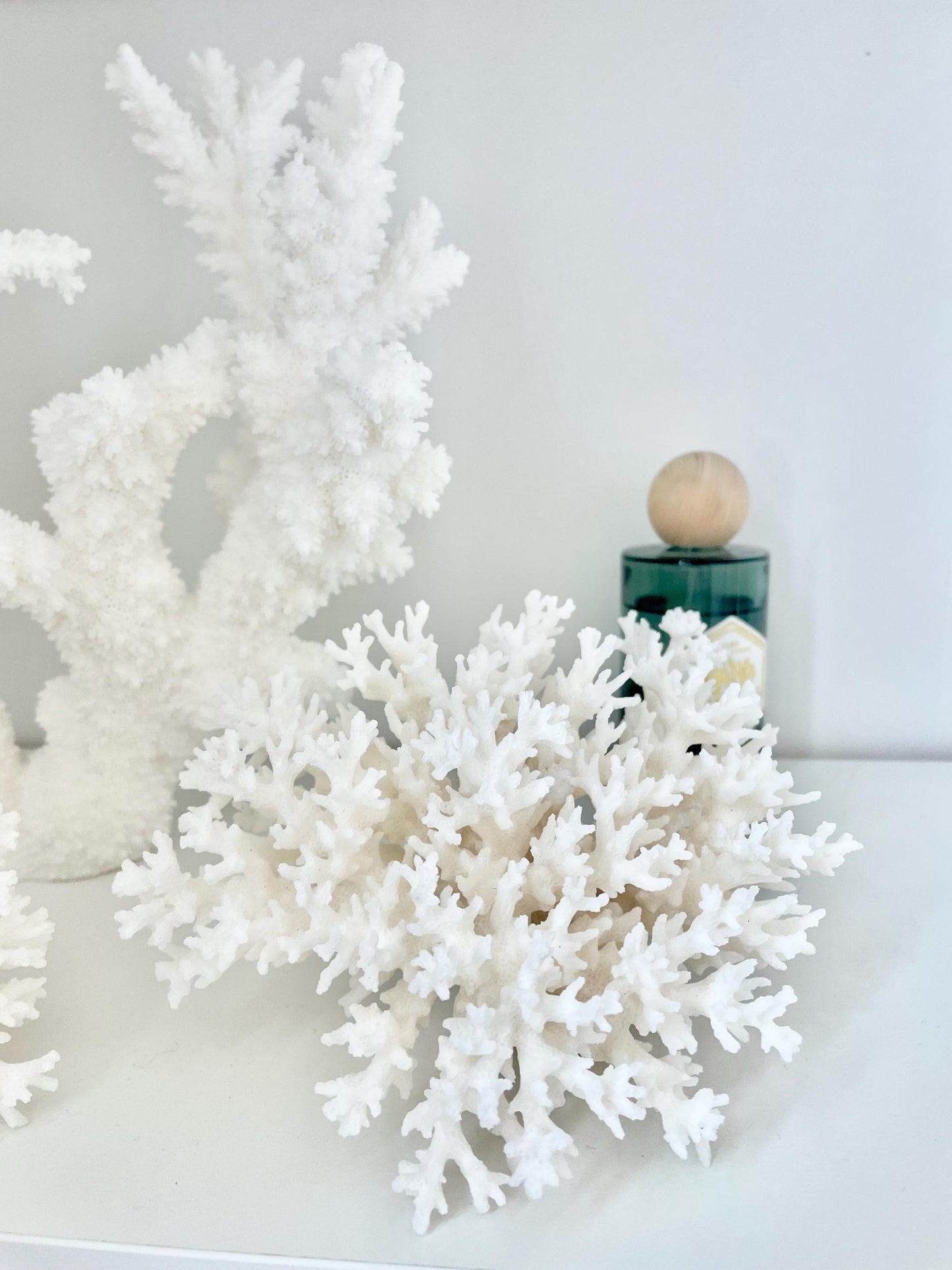 100% Natural 3-8" You Choose Size- Genuine Sea White LACE CORAL Ocean Reef Aquarium Coastal Beach Ocean Décor Nautical Seashells Shells