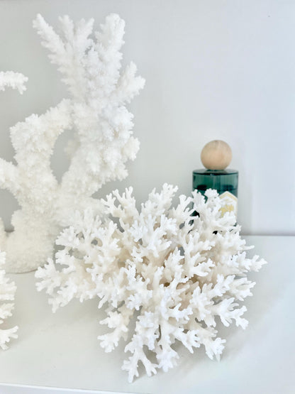 100% Natural 3-8" You Choose Size- Genuine Sea White LACE CORAL Ocean Reef Aquarium Coastal Beach Ocean Décor Nautical Seashells Shells