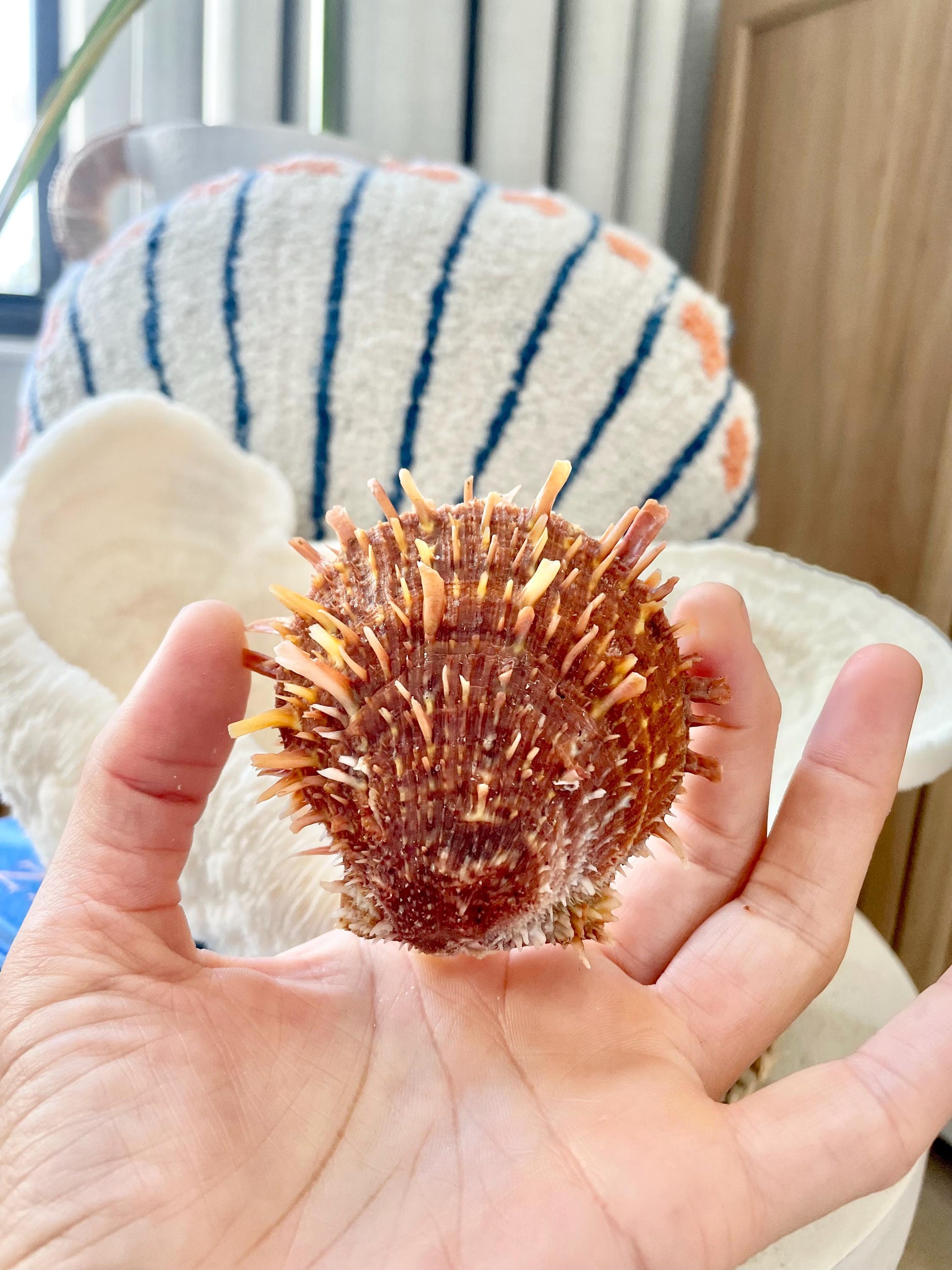 100% Natural Dark Orange White Pacific Spiny Oyster Pair -YOU CHOOSE SIZE- Seashell Beach Home Décor Ocean Life Spondylus Specimen Craft Art