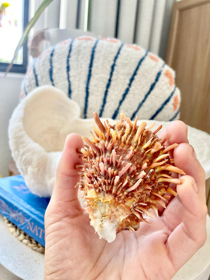 100% Natural Dark Orange White Pacific Spiny Oyster Pair -YOU CHOOSE SIZE- Seashell Beach Home Décor Ocean Life Spondylus Specimen Craft Art