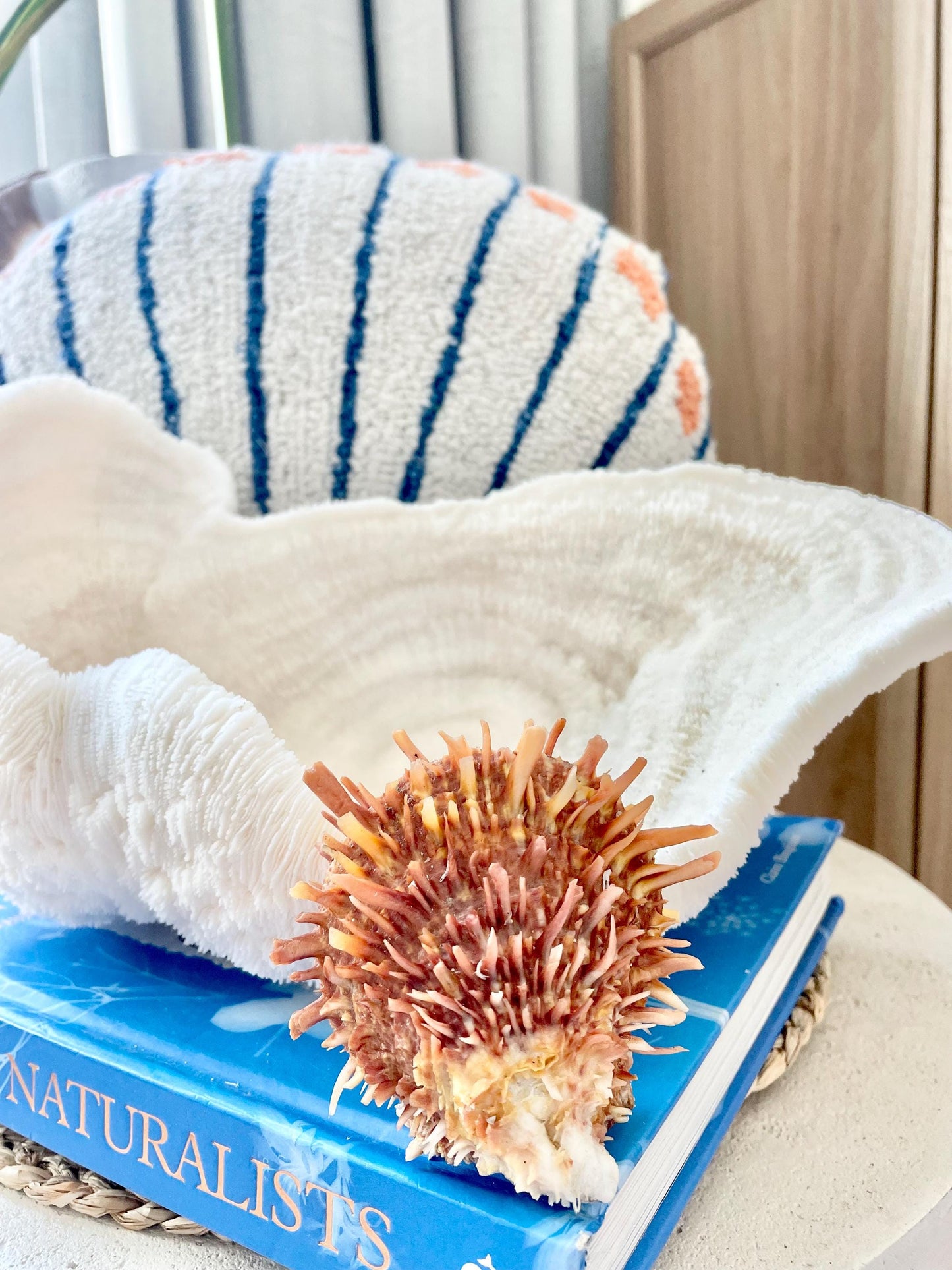 100% Natural Dark Orange White Pacific Spiny Oyster Pair -YOU CHOOSE SIZE- Seashell Beach Home Décor Ocean Life Spondylus Specimen Craft Art