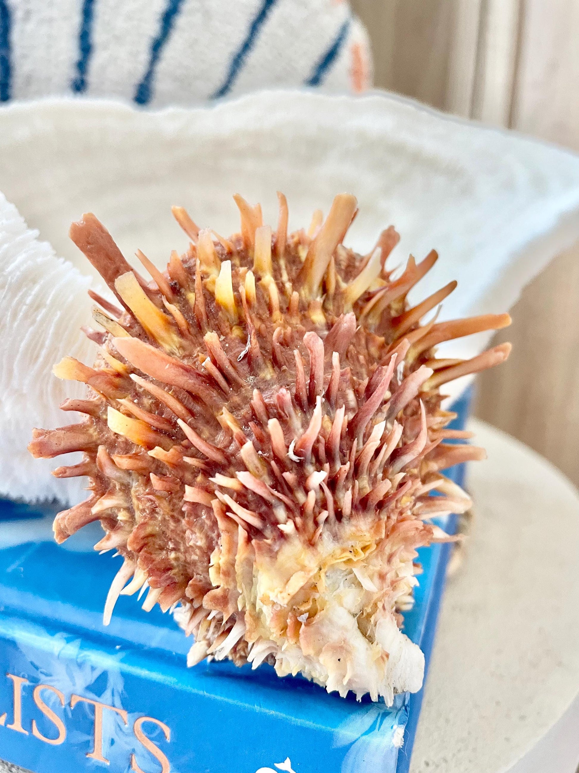 100% Natural Dark Orange White Pacific Spiny Oyster Pair -YOU CHOOSE SIZE- Seashell Beach Home Décor Ocean Life Spondylus Specimen Craft Art