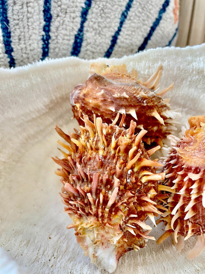 100% Natural Dark Orange White Pacific Spiny Oyster Pair -YOU CHOOSE SIZE- Seashell Beach Home Décor Ocean Life Spondylus Specimen Craft Art