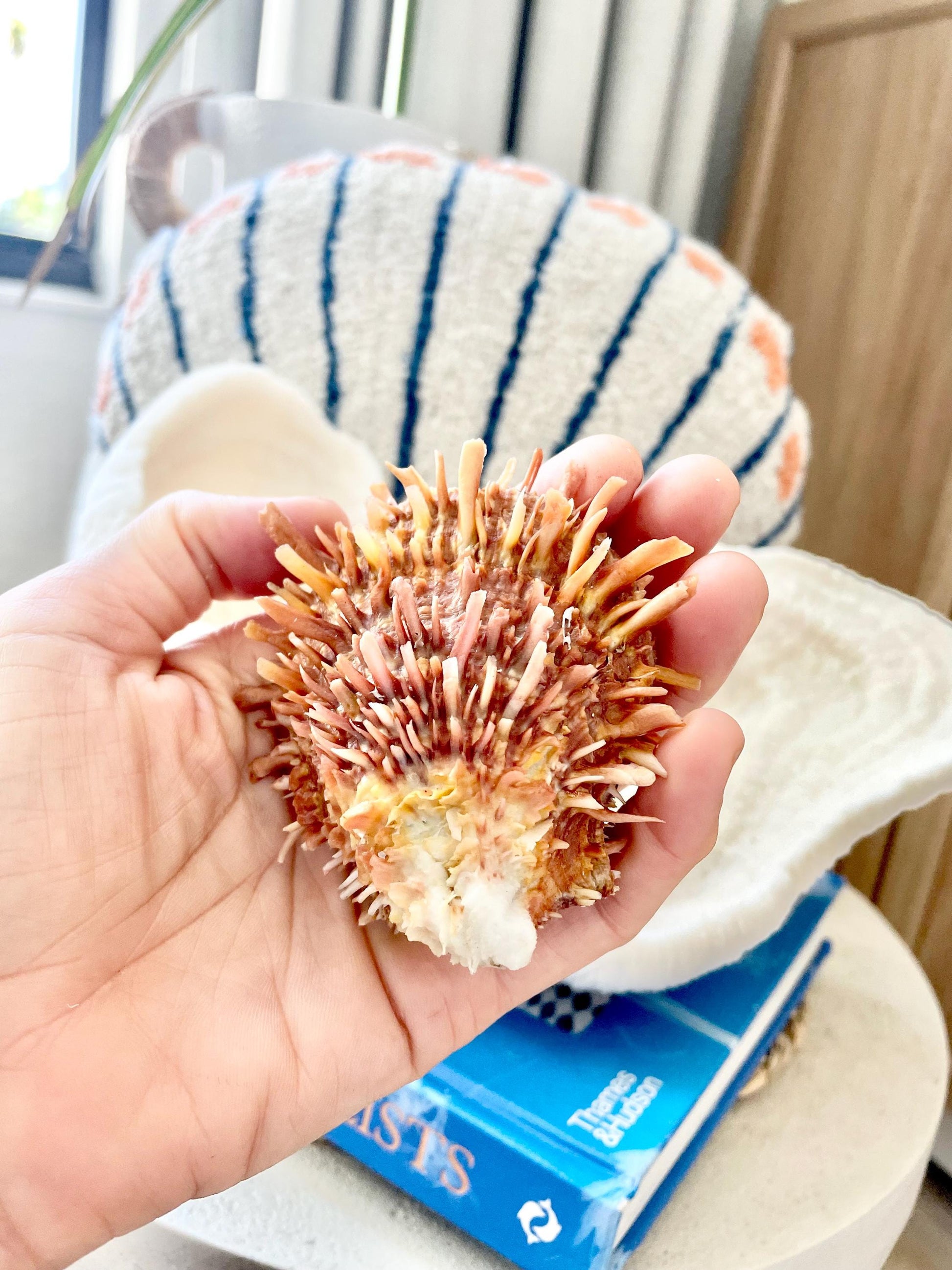 100% Natural Dark Orange White Pacific Spiny Oyster Pair -YOU CHOOSE SIZE- Seashell Beach Home Décor Ocean Life Spondylus Specimen Craft Art