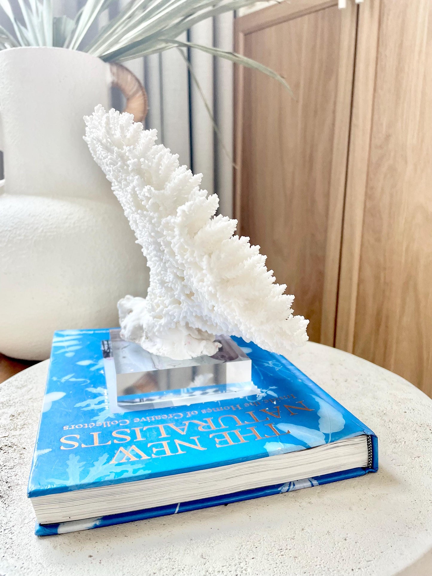 Mounted 13" Genuine TABLE CORAL Specimen Sculpture Clear Lucite Display Base Decorative Coastal Beach Home Décor Gift Wedding White